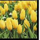 Guardanapos Tulips Field Pack 20uni Ref.SDL 134500